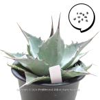  семена агава palasana