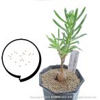  семена женский tokrema macro ритм 