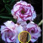 アデニウム・オベスム 'カーネーション'(ADENIUM OBESUM 'Carnation')の種子