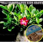 アデニウム・ソコトラナム 'KING CROWN'（キング・クラウン）(ADENIUM THAI SOCOTRANUM ’KING CROWN’)の種子