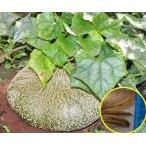 ゲラルダンサス・ロバツス(gerrardanthus lobatus)の種子