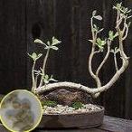  семена 6 шарик o тонн na*tolipli фланель Via (Othonna triplinervia)