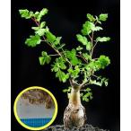 パキコルムス・象の木(Pachycormus discolor)の種子