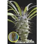  семена 10 шарик pakipotium*mi уход (PACHYPODIUM MIKEA)