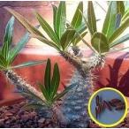 ショッピング多肉植物 種子20粒　パキポディウム・グラキリス象牙宮（Pachypodium Rosulatum Gracilis）