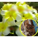  семена 5 шарик плюмерия 'Sukjai' (Plumeria RUBRA 'Sukjai')