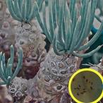 チレコドン・カカリオイデス(鐘鬼)(Tylecodon cacalioides)の種子