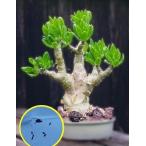 種子20粒チレコドンパニクラツス阿房宮