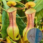  семена 15 шарик Nepenthes Mira bi белка (Nepenthes mirabilis)