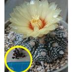 種子15粒　アストロフィツム・アステリアス(兜丸)(Astrophytum asterias)