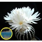  семена 7 шарик disco kakta spo ru стойка (Discocactus horstii). семена 