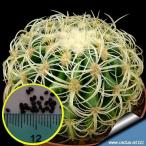 エキノカクタス・クルビスピナス(狂刺金鯱)(Echinocactus　grusonii　f. curvispinus)の種子