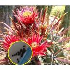 семена 20 шарик ferokaktas половина остров шар (Ferocactus peninsulae)