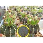  семена 15 шарик gimnokalikium.. шар ( Freed lihi) LB2178(Gymnocalycium friedrichii LB2178)