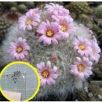  семена 20 шарик ma Mira задний *glasi-(Mammillaria glassii)