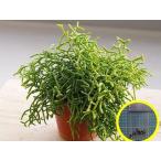 リプサリス・ケレウスクラ(青柳(アオヤギ))(Rhipsalis cereuscula)の種子