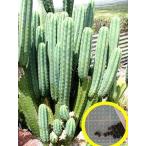種子20粒　トリコケレウス・パチャノイ（多聞柱）(Trichocereus pachanoi)