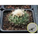  семена 15 шарик ob Lego nia*tene Gris i..(Obregonia denegrii). семена 