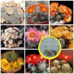  семена 15 шарик I ro Stella .(Aylostera) семена Mix 