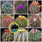  семена 20 шарик ferokaktas.(Ferocactus) семена Mix 