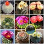  семена 20 шарик notokaktas.(Notocactus) семена Mix 