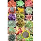 エケベリアの種子ミックス50粒(Echeveria Mix 50 pcs)