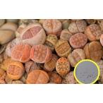 リトープスカラスモンタナ種子ミック...