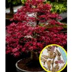  семена 20 шарик японский клен ( клён, клен ) (iro - momiji. менять вид ) Acer Pal matsuma Toro тянуть pre um. семена (Acer palmatum Atropurpureum)