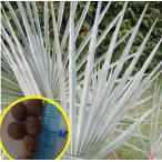  семена 10 шарик bla волосы daru Kiss голубой (Brahea dulcis blue)