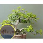  семена 10 шарик fi rental балка totei Be (Ficus burtt-davyi). семена 