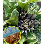  семена 15 шарик man do Ray k* off .sinarum(Mandragora officinarum) семена 