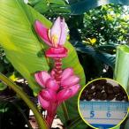  свежий . семена 10 шарик розовый banana (msa* bell china)(Musa velutina)