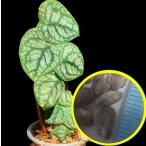  семена 5 шарик монстера te. Via (Monstera dubia). семена 