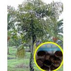  семена 20 шарик kjak cocos nucifera (Caryota urens)