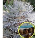 チャメロプス・フミリス・セリフェラ(Chamaerops humilis var. cerifera)の種子