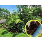  семена 10 шарик wa Ricci голубой b long gifo задний (Wallichia Oblongifolia)