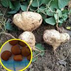  семена 15 шарик hikama(kzimo,yam bean )(Pachyrhizus erosus)