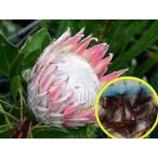 キングプロテア(プロテア・キナロイデス)((Protea　Cynaroides)の種子