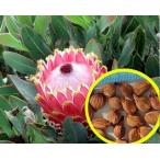 プロテア・マグニフィカ(Protea　Magnifica）の種子