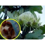  семена 6 шарик Pro tea*nichida(Protea nitida)