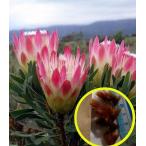  семена 6 шарик Pro tea*re пенсов (Protea repens)