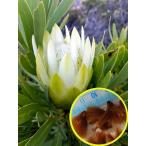 種子6粒　プロテア・レペンス(白花)(Protea　Repens(white)）