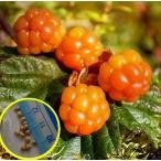  семена 10 шарик k громкий Berry ( ho ром i клубника )(Rubus chamaemorus). семена 
