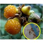  семена 20 шарик Kimi nohimalayaki клубника (oni клубника )(Rubus ellipticus)