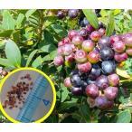  семена 20 шарик Anne tes голубика (Vaccinium meridionale)
