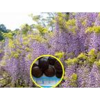  семена 7 шарик японский Fuji ( глициния )(Japanese wisteria(Wisteria floribunda))
