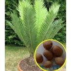 種子5粒 ディオーン エデュレ(Dioon edule)の種子