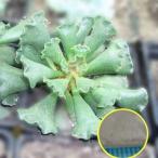 アドロミスクス永楽（Adromischus cristatus）の種子