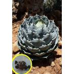  семена 13 шарик агава *isis men sis(..)(Agave Isthmensis)