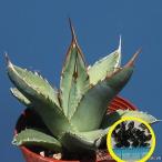  семена 15 шарик агава .. небо (Agave purpusorum)